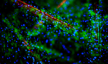 microscope image of cells