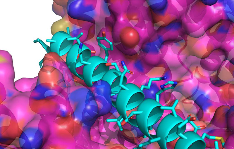 Polyproxin® molecules