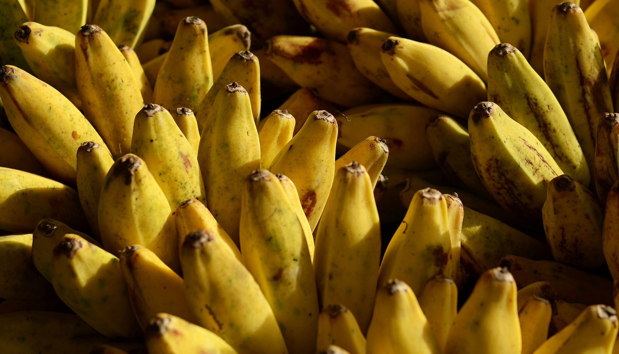 Banana bunchy top virus