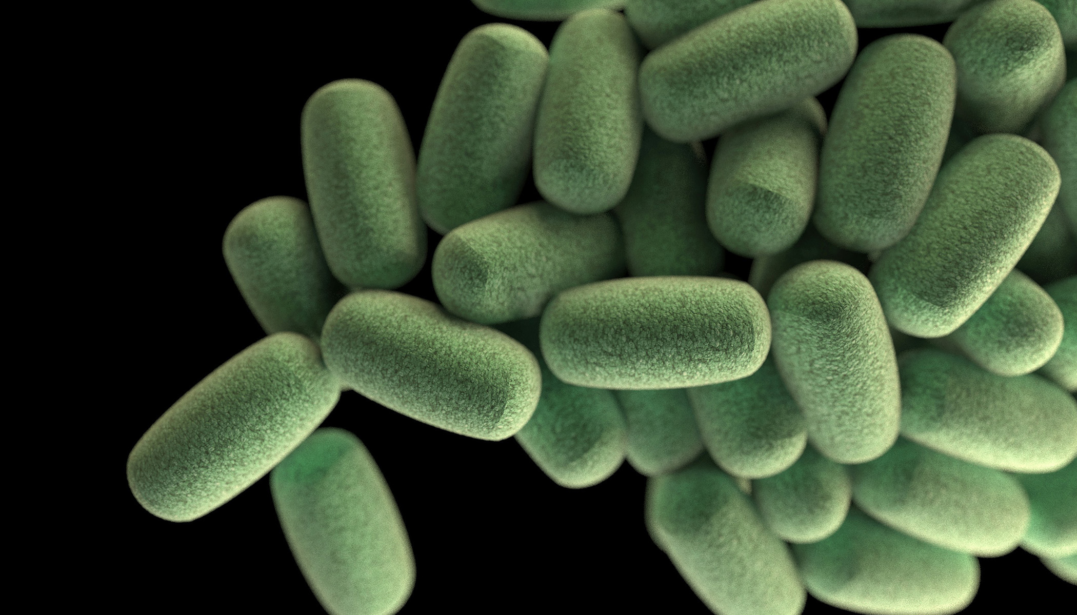 gut bacteria