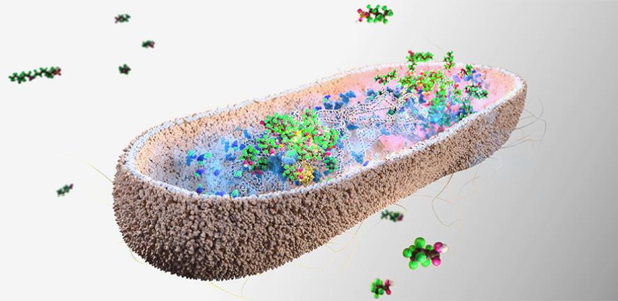 gut bacteria